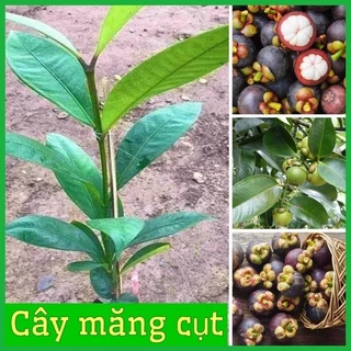 CÂY GIỐNG MĂNG CỤT THÁI ĐẢM BẢO CHUẨN GIỐNG F1(tặng kèm túi phân bón)