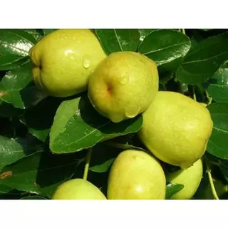 cây giống táo đào vàng cực ngon chuẩn giống f1