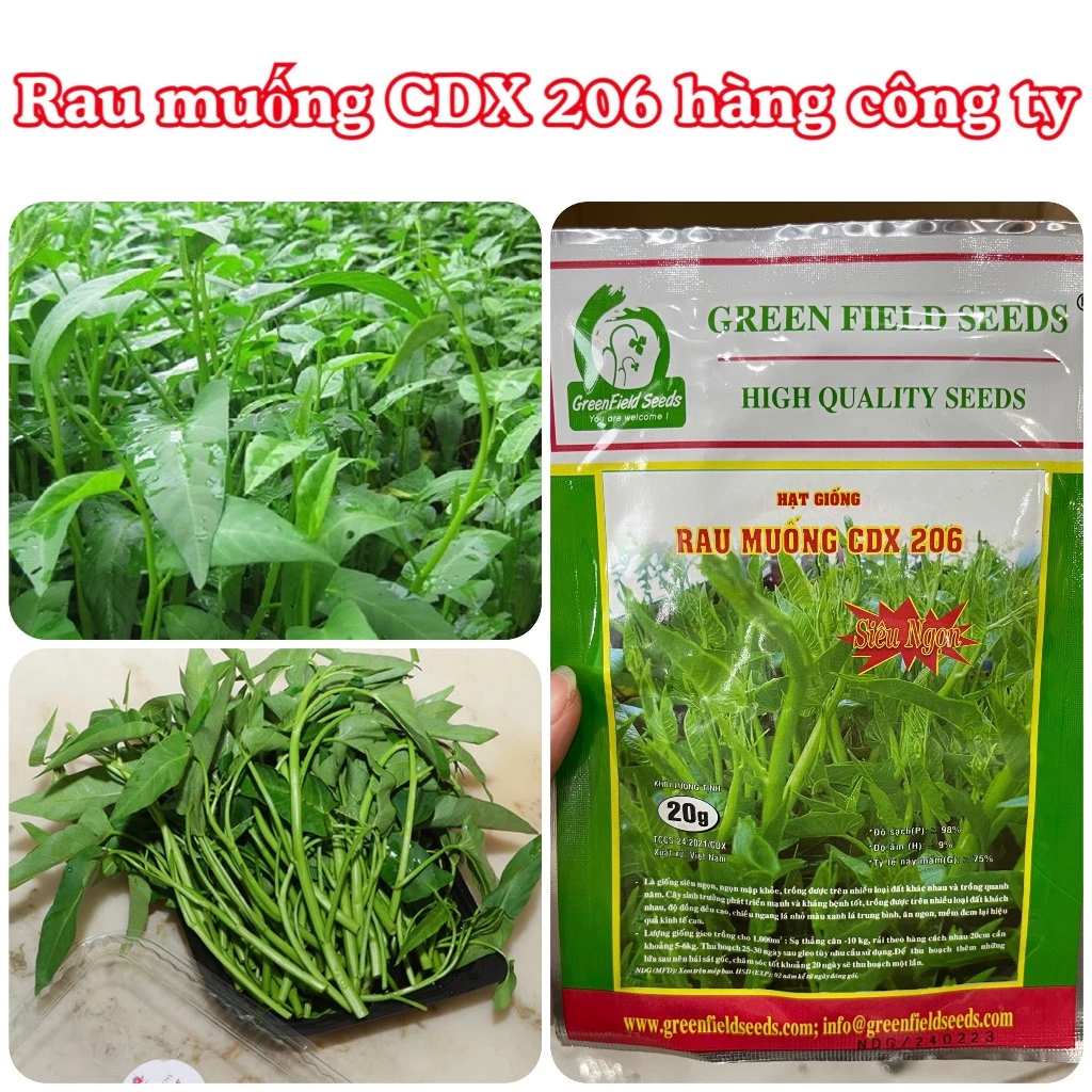 Hạt giống Rau muống siêu ngọn(CDX206) gói 20gram hàng chính hãng công ty đóng gói