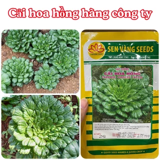 Hạt giống Cải hoa Hồng - hàng chính hãng công ty đóng gói