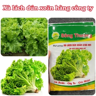 Hạt giống rau Xà lách dún xoăn gói 2gram hàng chính hãng công ty đóng gói