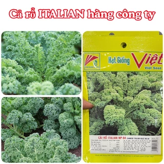 Hạt giống Cải KALE Xanh ( cải rô italian) gói 2gram hàng chính hãng công ty đóng gói