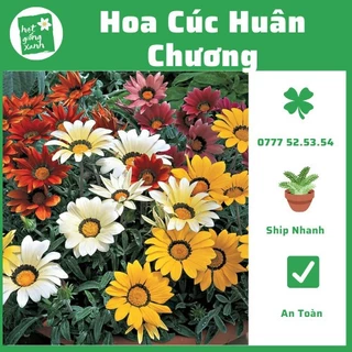 Cúc Huân Chương Nhiều Màu (0,03g)