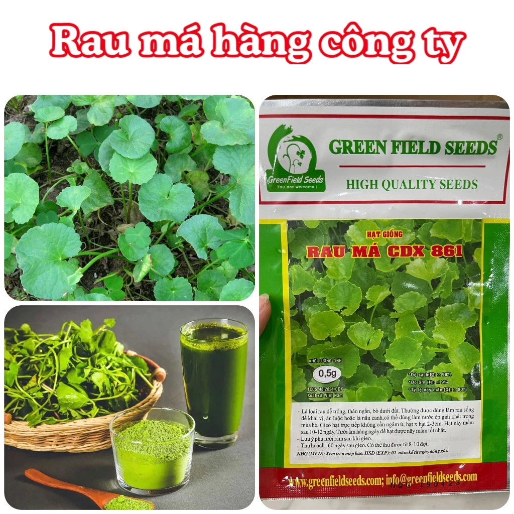 Hạt giống rau má hàng chính hãng công ty đóng gói