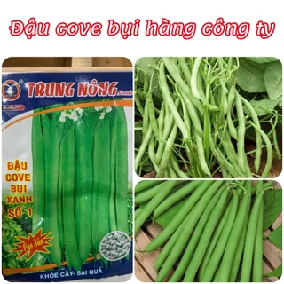 Hạt giống Đậu Cove Bụi Xanh  hàng chính hãng công ty đóng gói