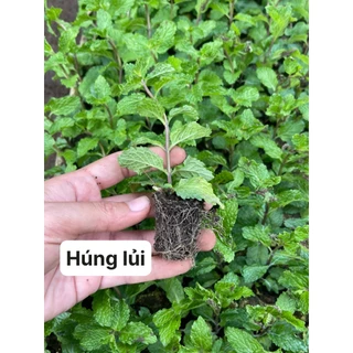 CÂY CON HÚNG LỦI COMBO 4 CÂY