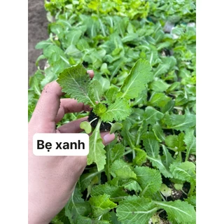 CÂY CON BẸ XANH COMBO 10 CÂY