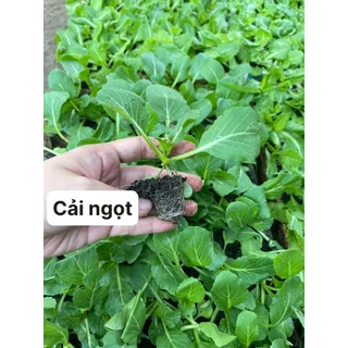 CÂY CON CẢI NGỌT COMBO 10 CÂY