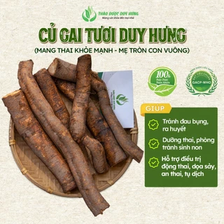 [COMBO] Củ gai tươi & Trà củ gai HUCO an thai - Thảo Dược Duy Hưng