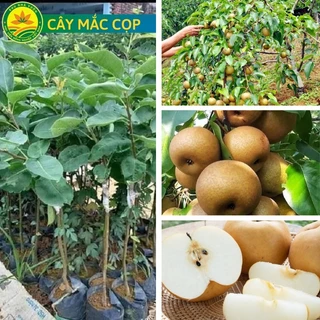 CÂY GIỐNG LÊ NÂU (MẮC CỌP)