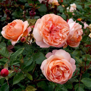 Cây hoa hồng bụi màu cam Heaven On Earth, cây nguyên chậu cao 60cm. thienan22916