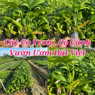 Cây giống cọ trơn ( mua 10 cây tặng 1) #cây_giống #cây_cọ_trơn