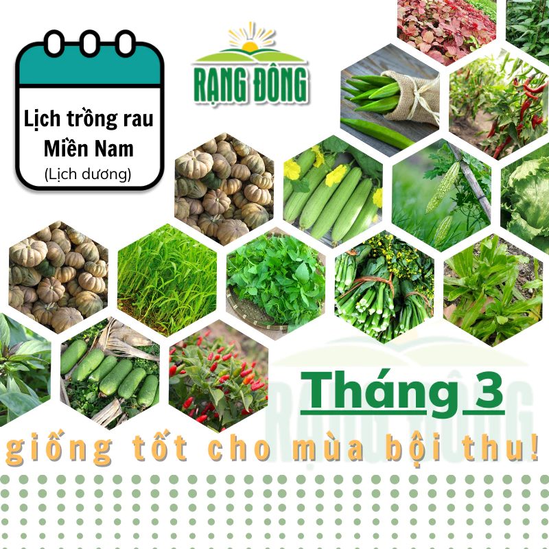 Hạt giống Rau Củ Quả trồng theo mùa ở miền NAM, tháng 3 này trồng rau gì? - Hạt giống Rạng Đông