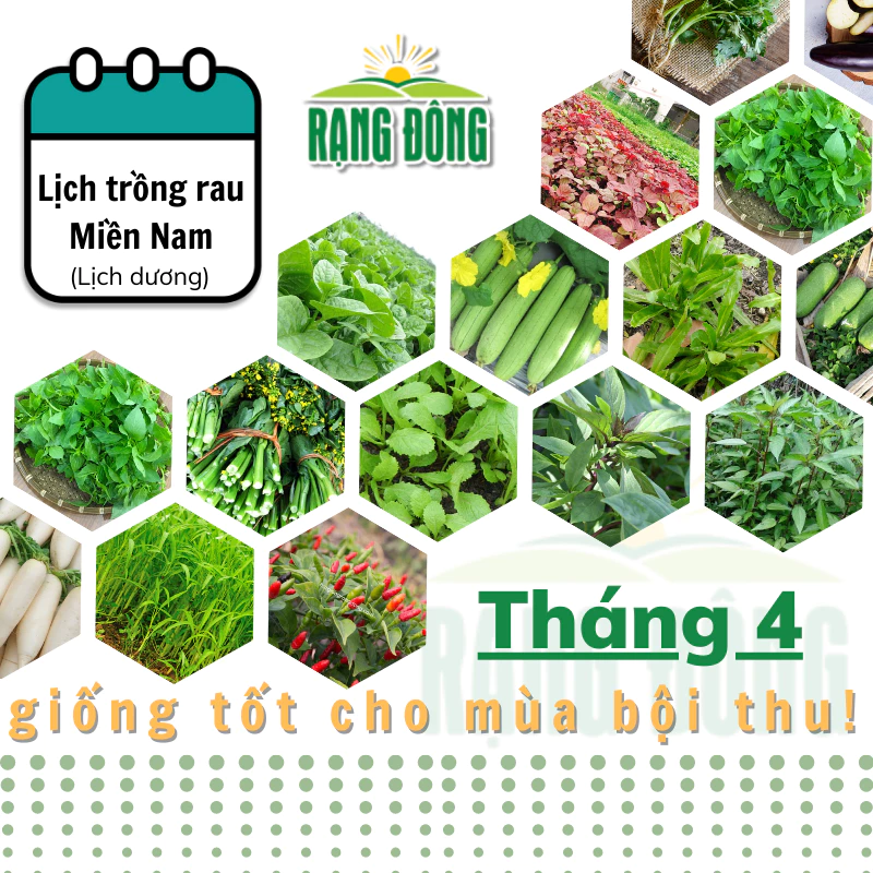 Hạt giống Rau Củ Quả trồng theo mùa ở miền NAM, THÁNG 4 này trồng rau gì? - Hạt giống Rạng Đông