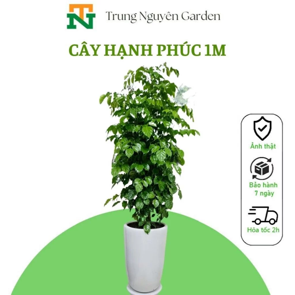 Cây Hạnh phúc cao 1m cả bầu trungnguyen.garden