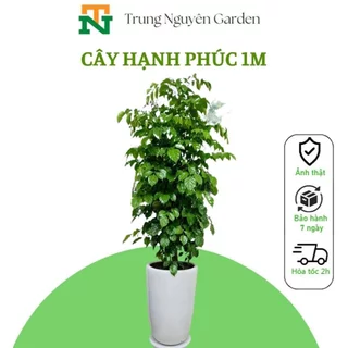 Cây Hạnh phúc cao 1m cả bầu trungnguyen.garden