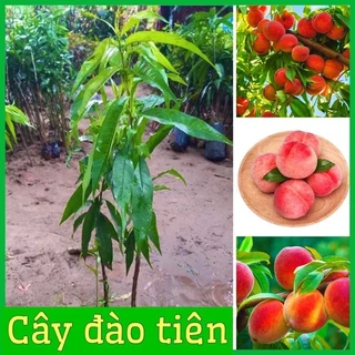 Cây giống đào tiên quả to ăn ngọt chỉ 8 tháng có trái cây khoẻ không sâu bệnh