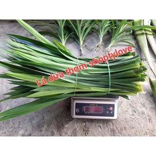 Lá dứa tươi (lá nếp thơm) nhà trồng. 1kg bao tươi