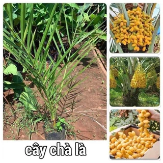 Cây giống chà là ăn quả cao tầm 15-20cm