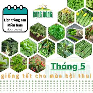 Hạt giống Rau Củ Quả trồng theo mùa ở miền NAM, THÁNG 5 này trồng rau gì? - Hạt giống Rạng Đông