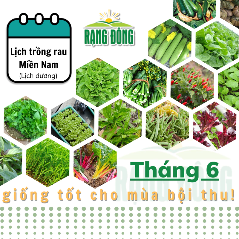 Hạt giống Rau Củ Quả trồng theo mùa ở miền NAM, tháng 6 này trồng rau gì? - Hạt giống Rạng Đông