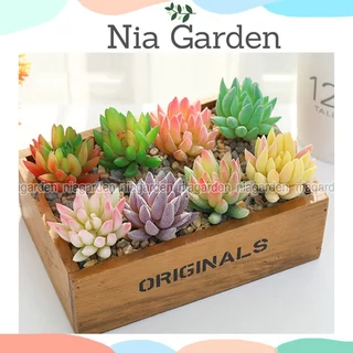 Hoa sen đá giả trang trí phòng ngủ decor bàn làm việc chậu cây để bàn Nia Garden N10