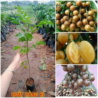 Cây giống quất hồng bì siêu quả