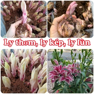 Củ ly cao thơm, ly kép, ly lùn đủ loại đủ size từ nhỏ cho tới 22/24