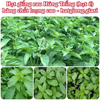 Hạt giống cây É trắng ( húng thơm)