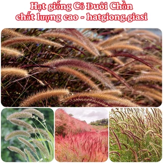 Hạt giống cỏ đuôi chồn