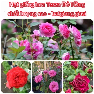 Hạt Giống Hoa Hồng Tezza Đỏ (gói 10 hạt)