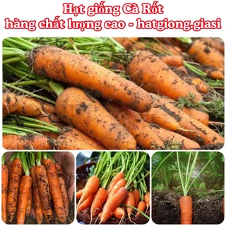 Hạt giống cà rốt đỏ củ to (2gram)