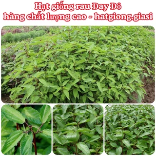 Hạt giống rau đay đỏ (chịu nhiệt)