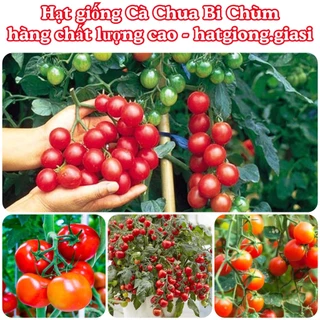 Hạt giống cà chua bi chùm