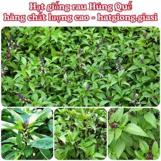 Hạt giống húng quế chịu nhiệt