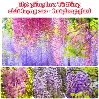 Hạt Giống Hoa Tử Đằng