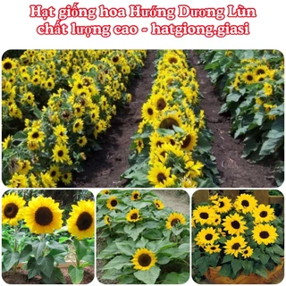 Hạt Giống Hoa Hướng Dương Lùn (gói 5gram)