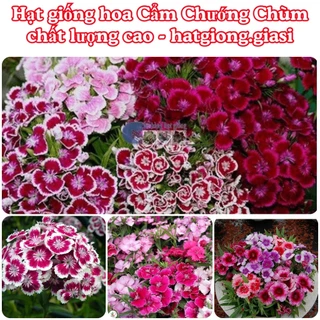 Hạt Giống Hoa Cẩm Chướng Chùm Mix Đủ Màu