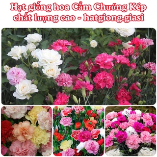 Hạt Giống Hoa Cẩm Chướng Kép Mix Đủ Màu