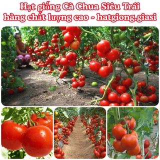 Hạt giống cà chua siêu trái