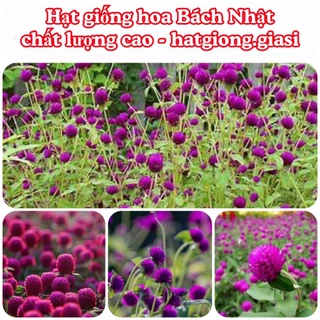 Hạt Giống Hoa Bách Nhật Mix Đủ Màu