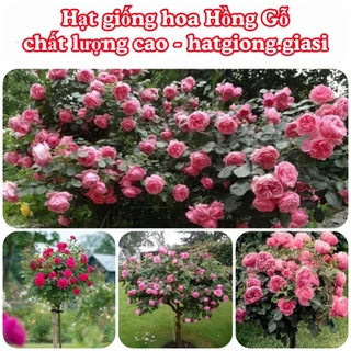 Hạt Giống Hoa Hồng Thân Gỗ Mix Đủ Màu