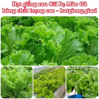 Hạt giống cải bẹ mào gà cao sản