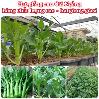 Hạt giống cải Ngồng cao sản