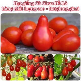 Hạt giống cà chua hồ lô