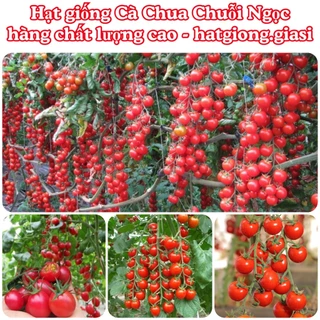 Hạt giống cà chua chuỗi ngọc (gói 30 hạt)