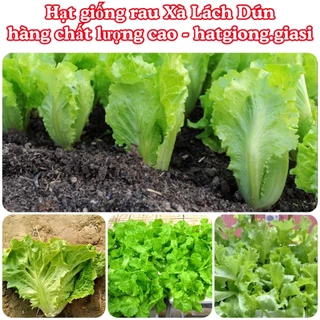 Hạt giống xà lách dún ăn siêu ngon