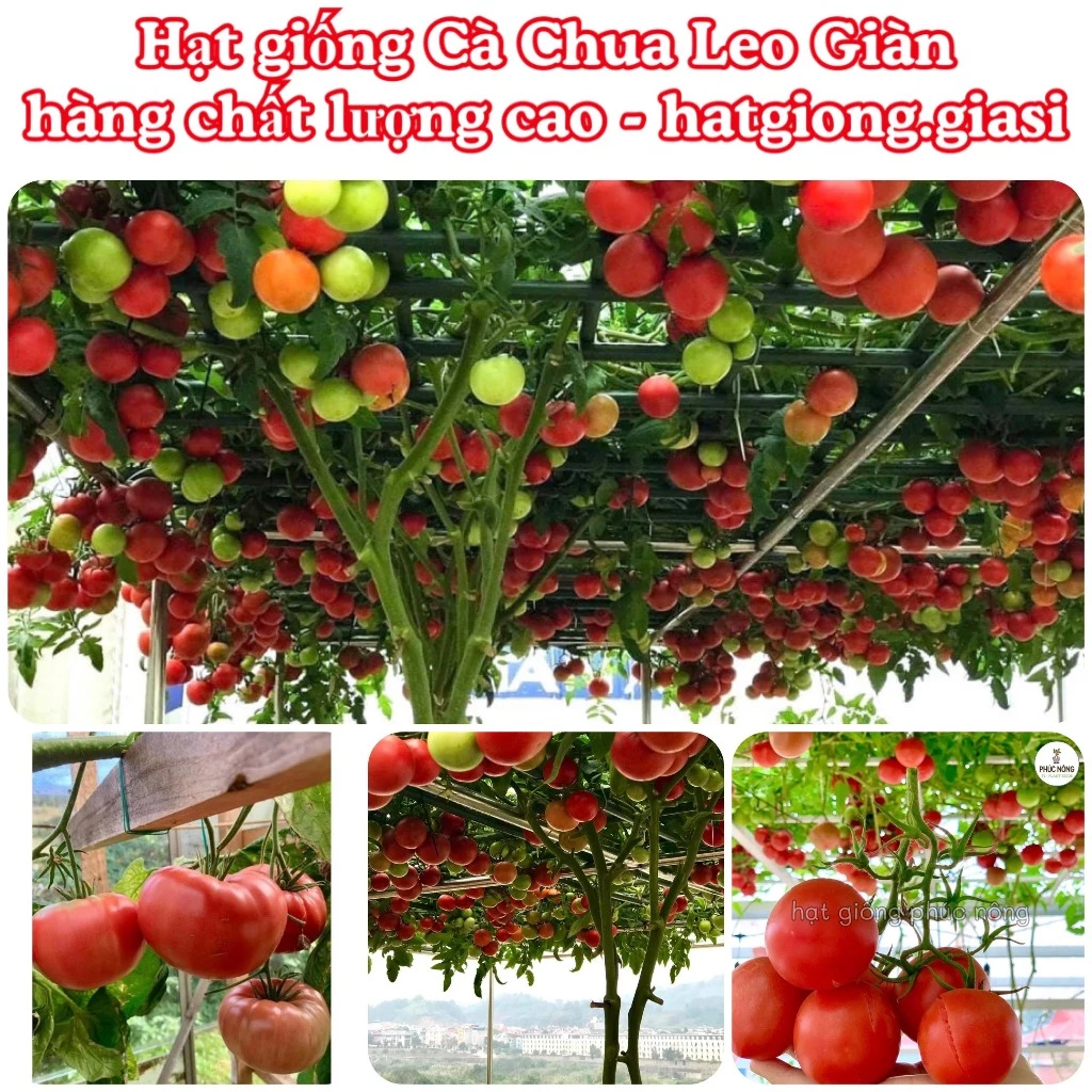 Hạt giống cà chua leo giàn