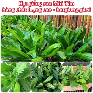 Hạt giống rau mùi tàu chịu nhiệt