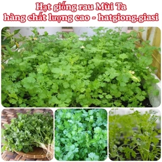 Hạt giống rau mùi ta chịu nhiệt